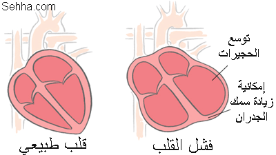تسمى الأوعية الدموية التي تعيد الدم إلى القلب وتحتوي على صمامات تضمن تحرك الدم في اتجاه القلب بالأوردة