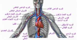 عضو عضلي يقع بين الرئتين وخلف عظمة القص