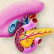 pancreas1a.jpg