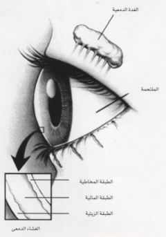 Lacrimal system