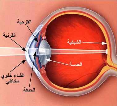 الشبكية Retina