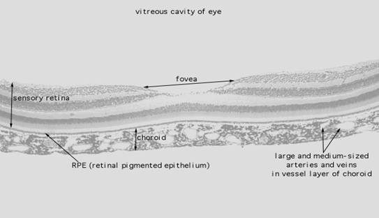 الشبكية Retina