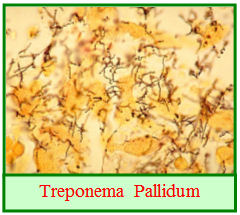   Treponema Pallidum