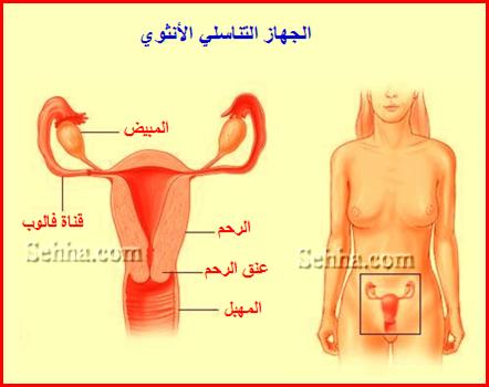 الجهاز التناسلي الأنثوي Female Reproductive System