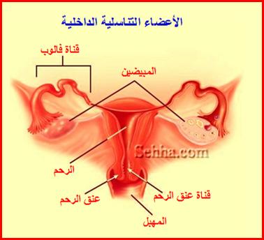 الجهاز التناسلي الأنثوي - الأعضاء التناسلية الداخلية