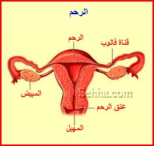 الرحم The uterus