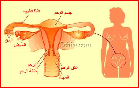 يتكون الرحم من عنق الرحم The cervix و جسم الرحم The main body - corpus