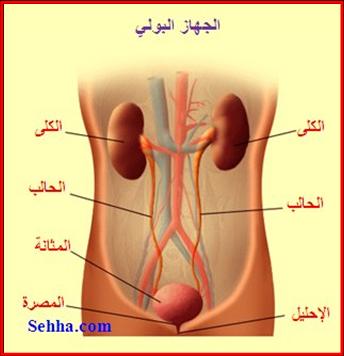الجهاز البولي the Urinary System