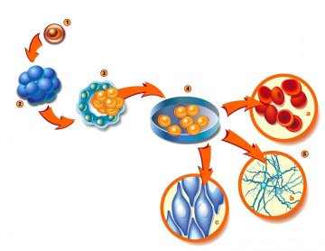   Stem cells