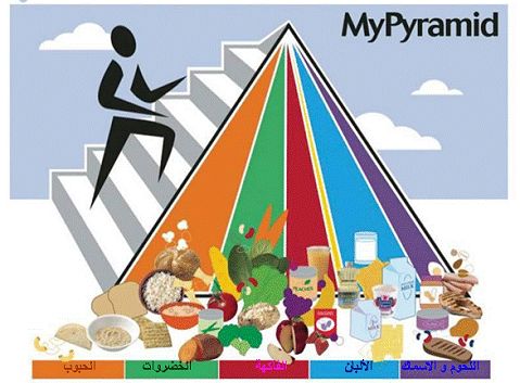 الهرم الغذائي Food Pyramid