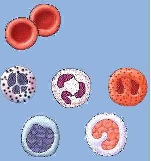 خلايا الدم البيضاء والحمراء White & red blood cells
