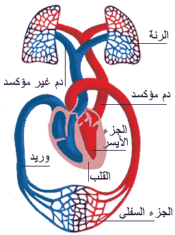 الدورة الدموية Blood circulation
