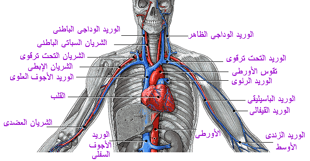الدورة الدموية Blood circulation