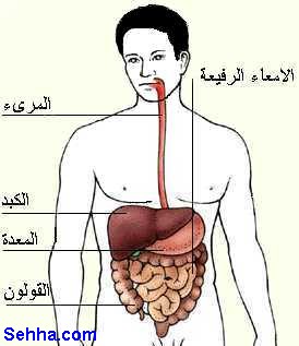 الجهاز الهضمي والكبد