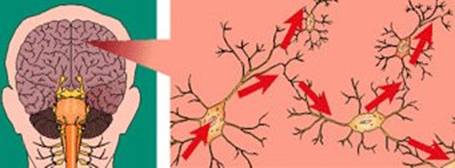 تنتقل الإشارة العصبية خلال الخلايا العصبية السليمة ومن خلية إلى أخرى من خلال الموصلات العصبية الكيمائية