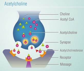 التشابك العصبي في الشخص السليم والموصل العصبي الكيمائي الأستيل كولين  Acetylcholine والتي تتأثر في مرض الزهايمر في هذه المراكز العصبية